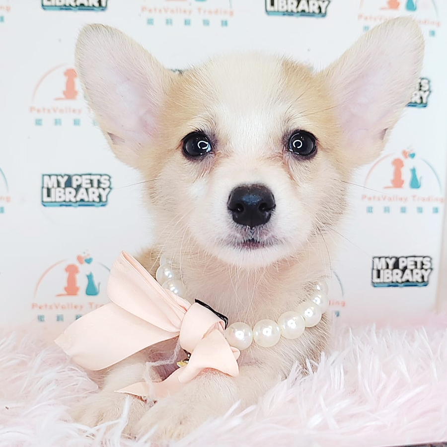 Welsh Corgi Puppy (Female) For Sale