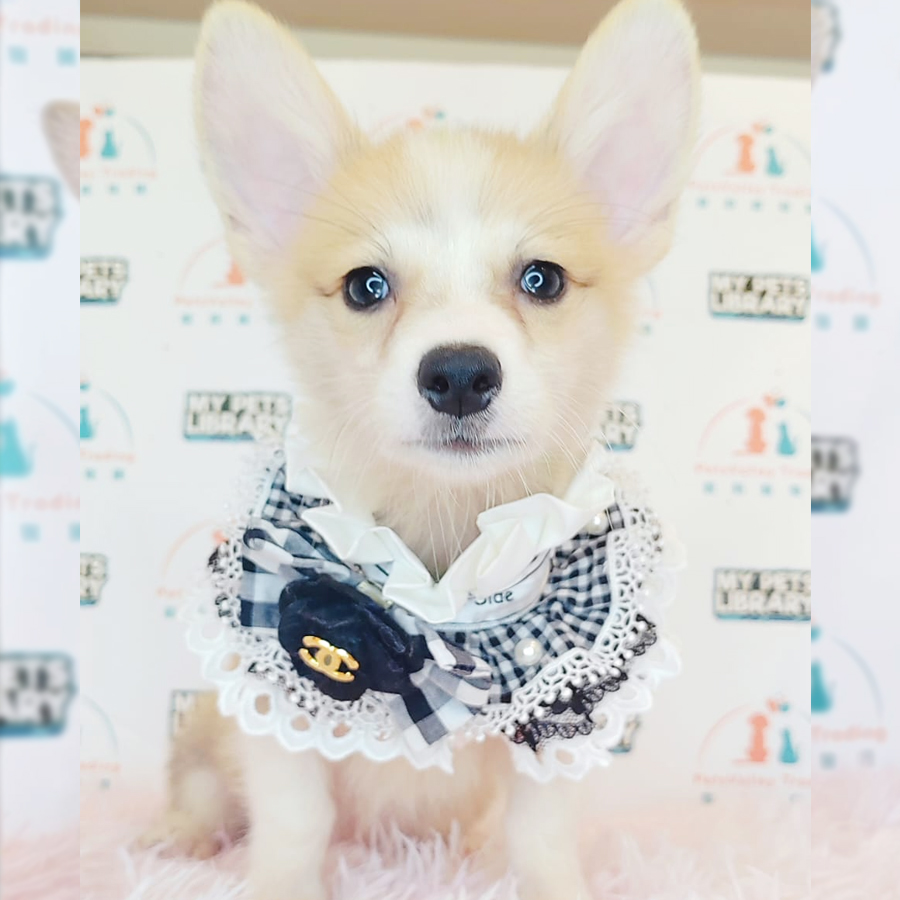 Welsh Corgi Puppy (Male) For Sale