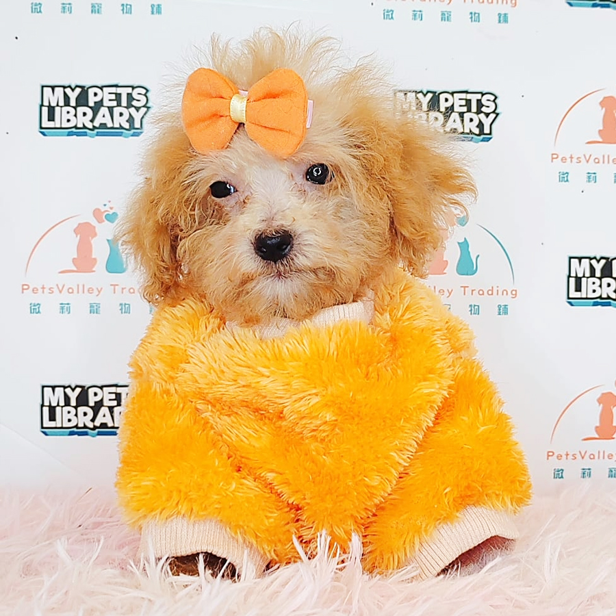 Toy Poodle Puppy (Female) For Sale