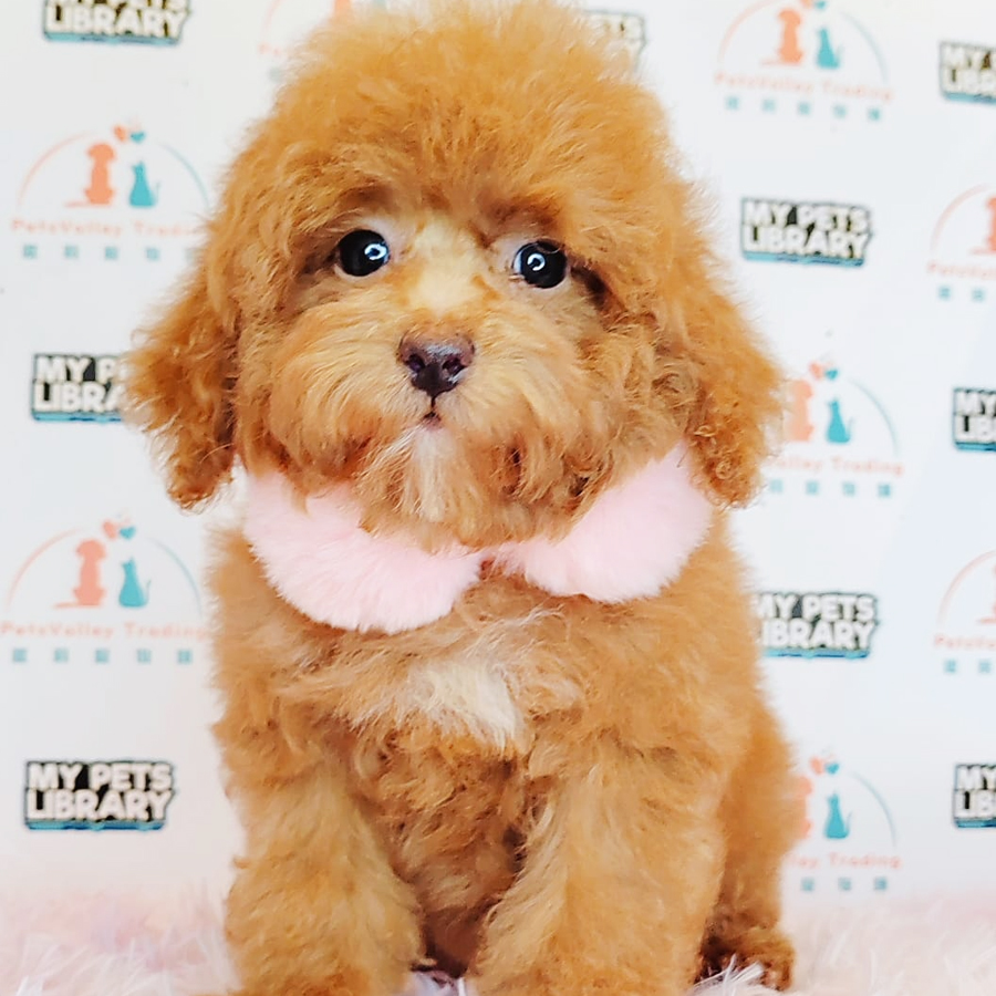 Toy Poodle Puppy (Male) For Sale