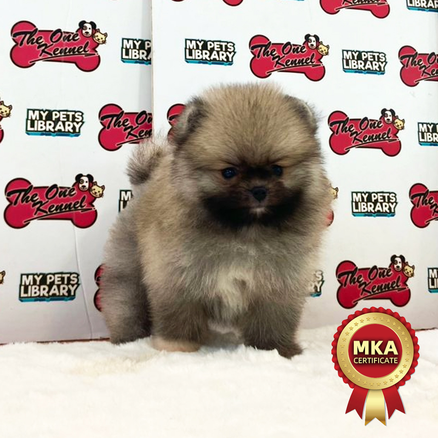 MKA Pomeranian Puppy (Male) For Sale