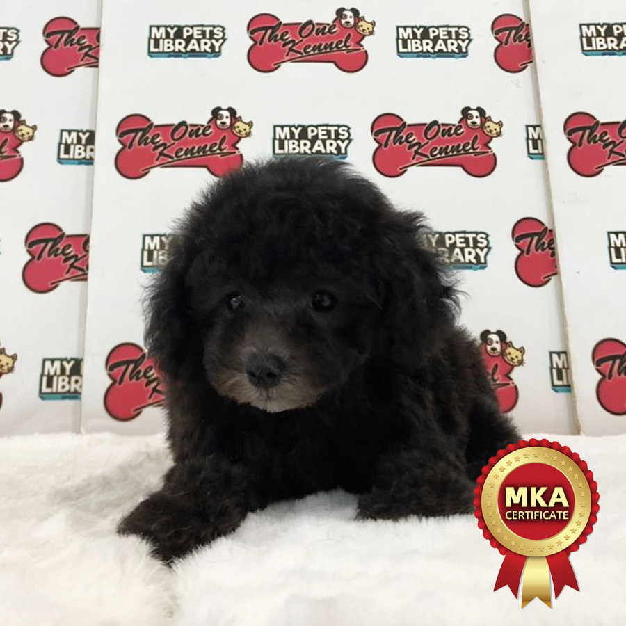 MKA Toy Poodle Puppy (Female) For Sale