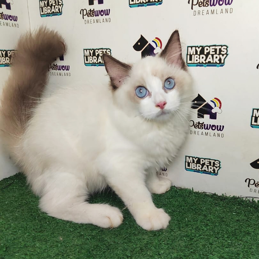Ragdoll Kitten (Male) For Sale
