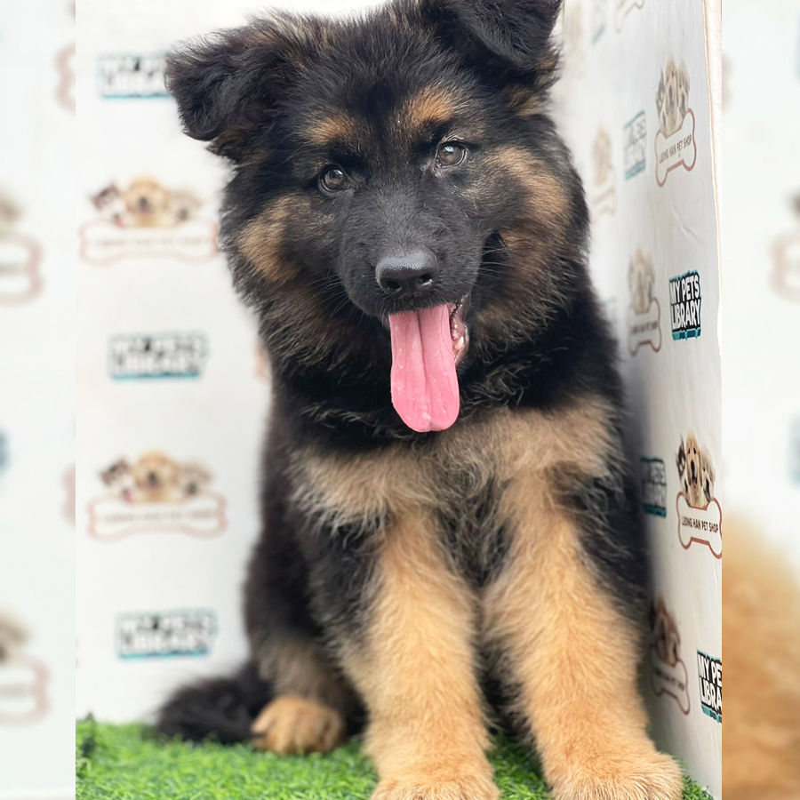 German Shepherd Puppy (Female) For Sale
