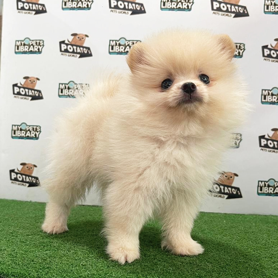 Pomeranian Puppy (Male) For Sale