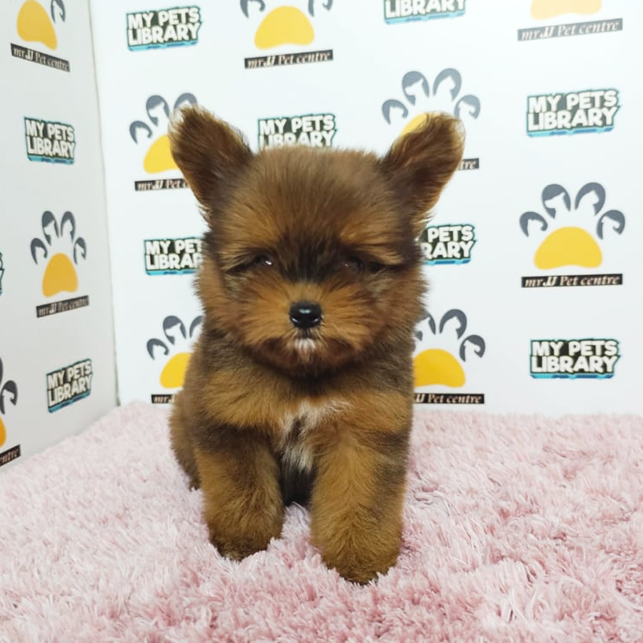 Pomapoo Puppy (Female) For Sale