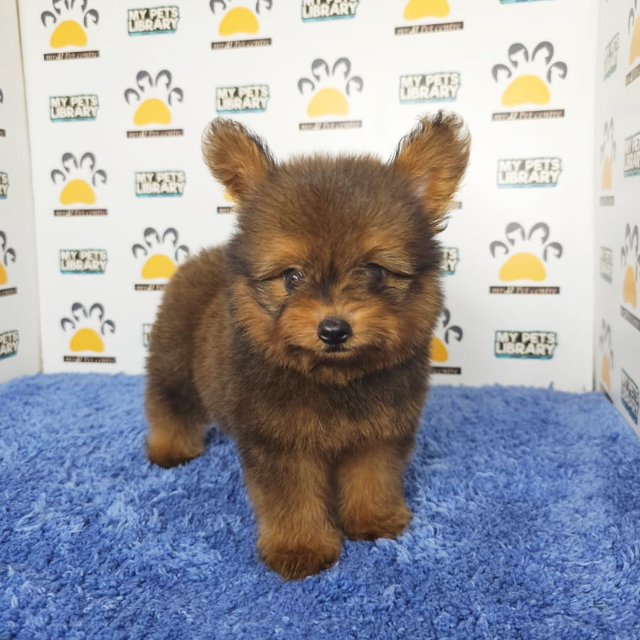 Pomapoo Puppy (Male) For Sale
