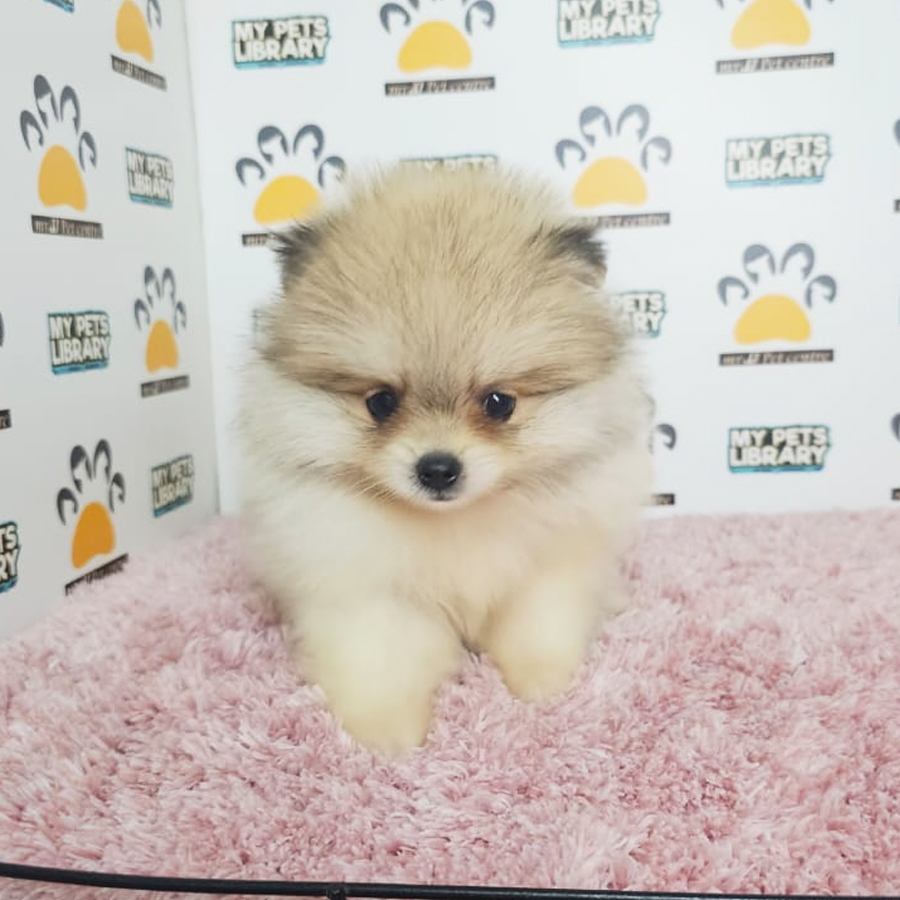 Tiny Pomeranian Puppy (Female) For Sale