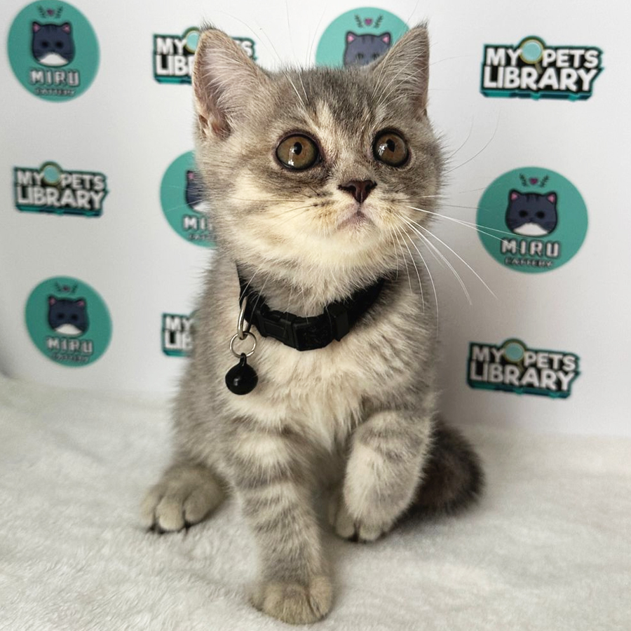 British Shorthair Kitten (Female) For Sale