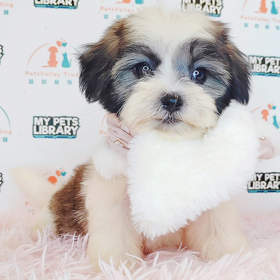 Shihpoo Puppy (Female) For Sale
