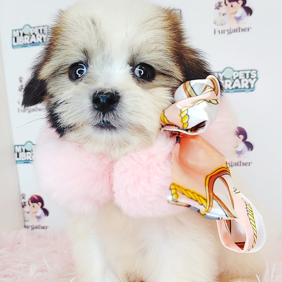 Shihpoo Puppy (Female) For Sale