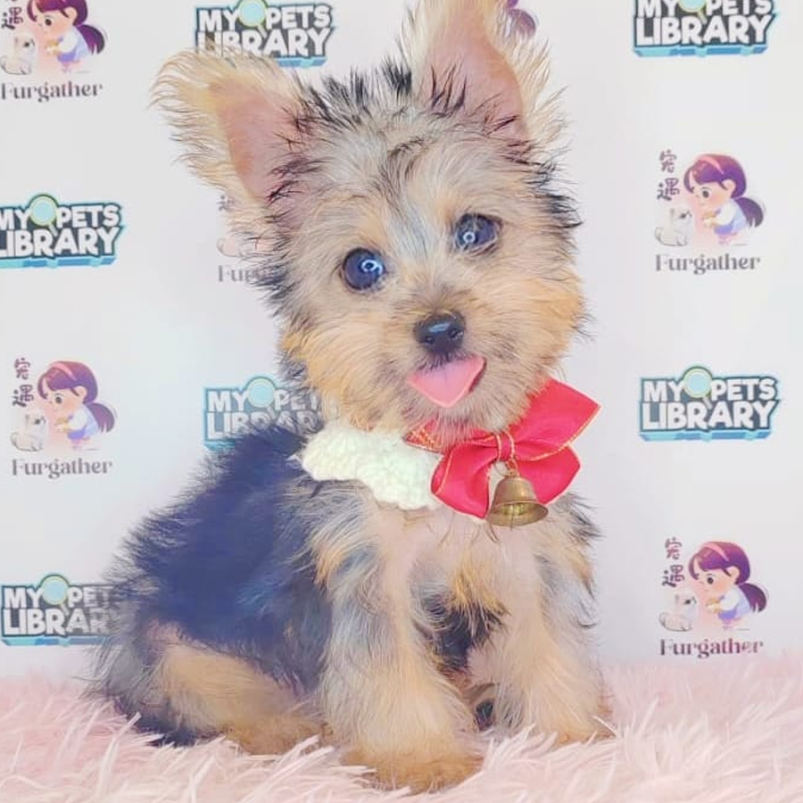 Yorkshire Terrier Puppy (Male) For Sale