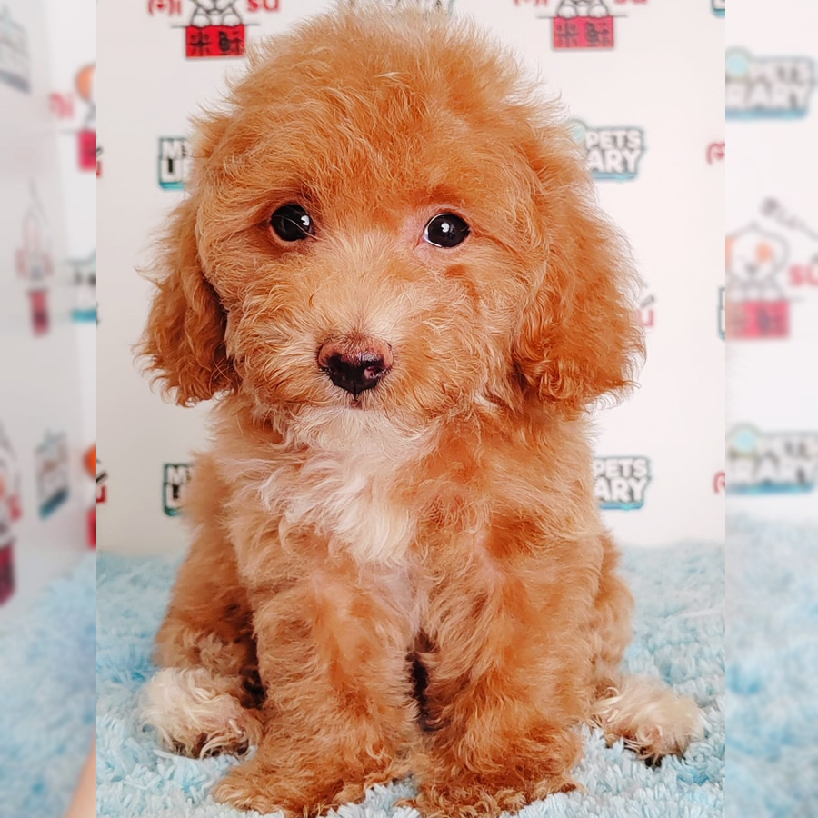 Toy Poodle Puppy (Male) For Sale