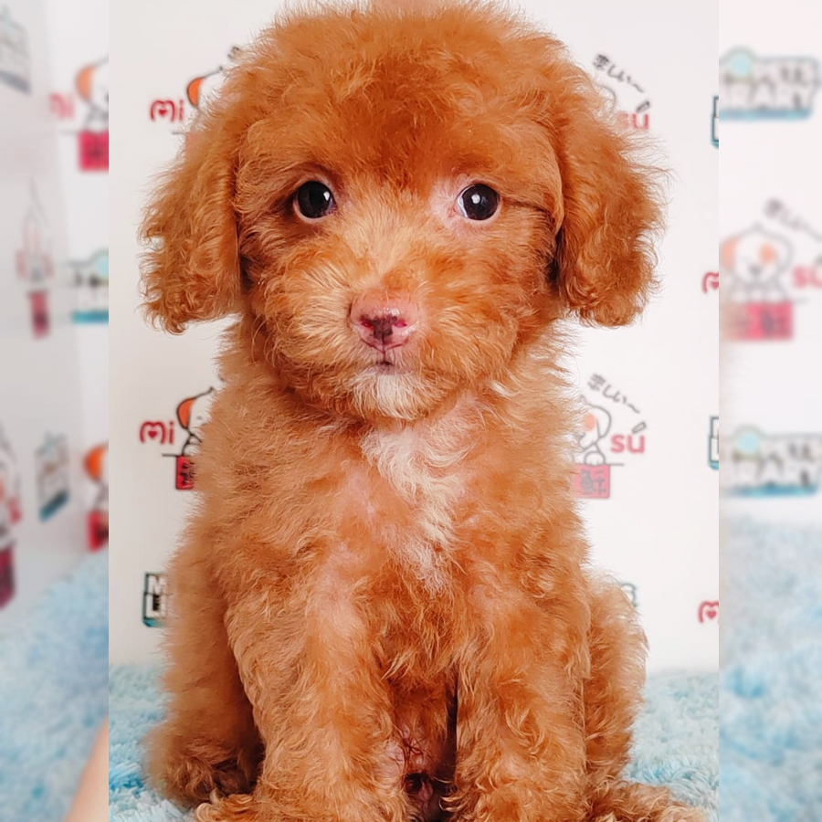 Toy Poodle Puppy (Male) For Sale