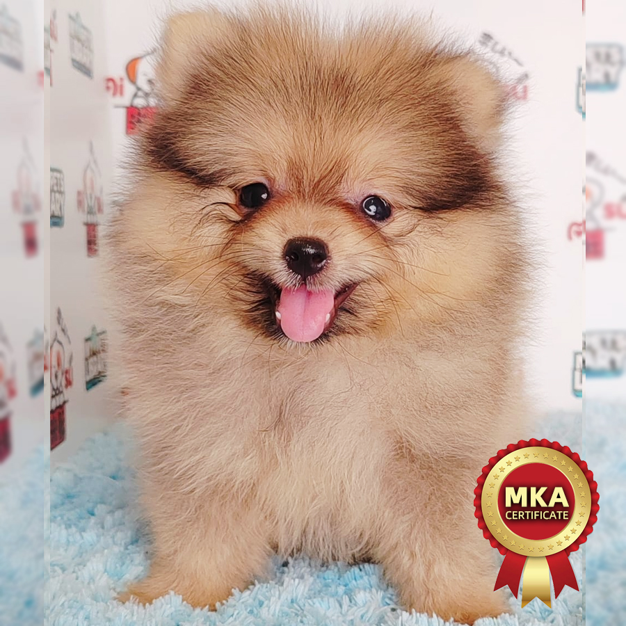 MKA Pomeranian Puppy (Male) For Sale