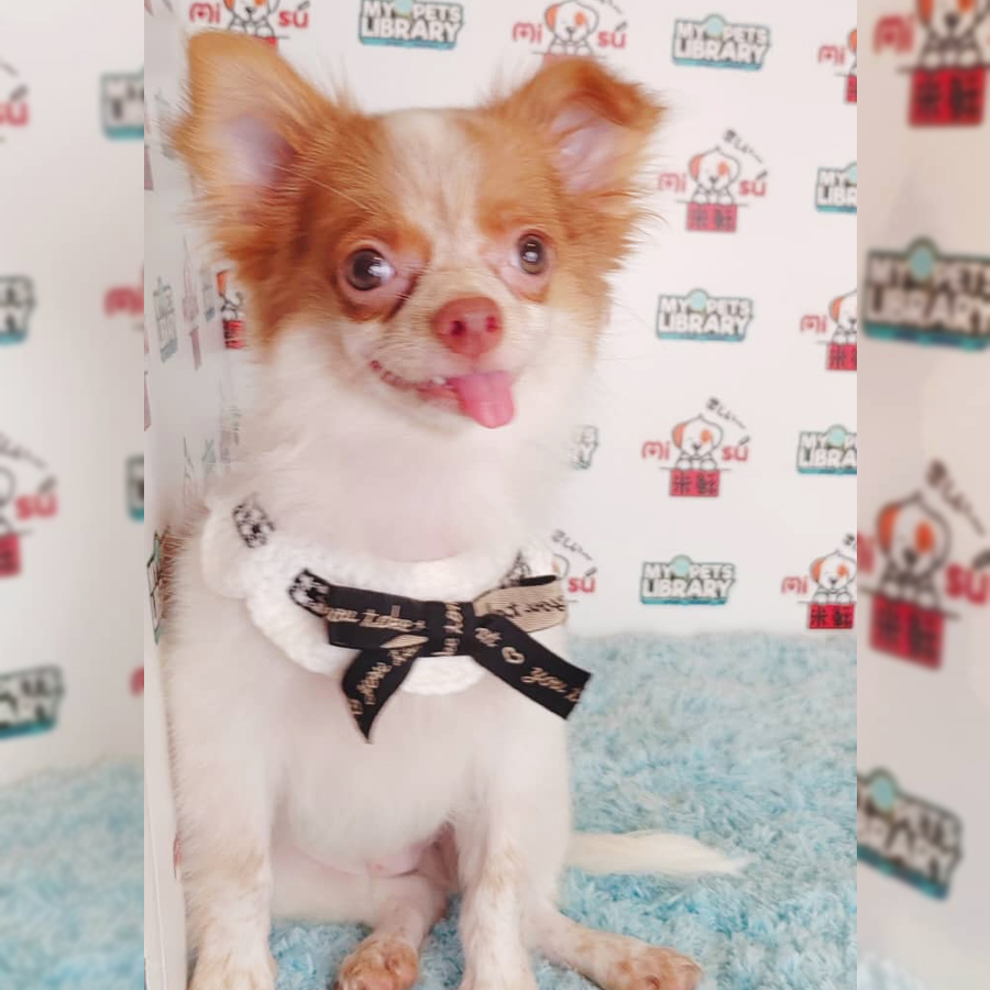 Chihuahua Puppy (Male) For Sale