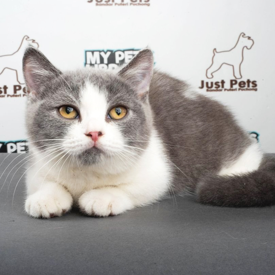 Munchkin British Shorthair Kitten (Male) For Sale