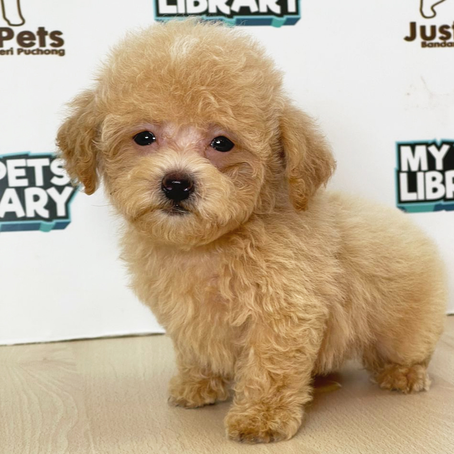 Toy Poodle Puppy (Male) For Sale