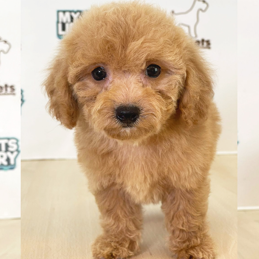 Toy Poodle Puppy (Female) For Sale