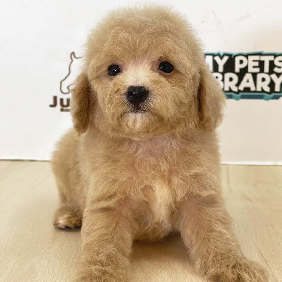 Toy Poodle Puppy (Female) For Sale