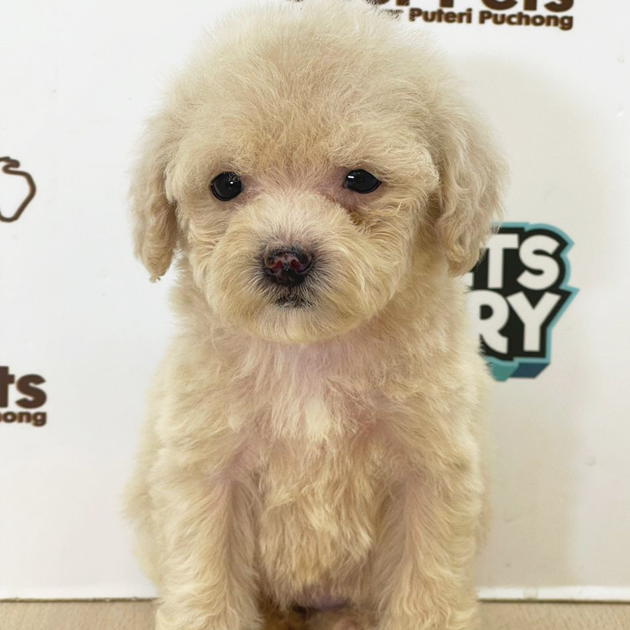 Toy Poodle Puppy (Female) For Sale