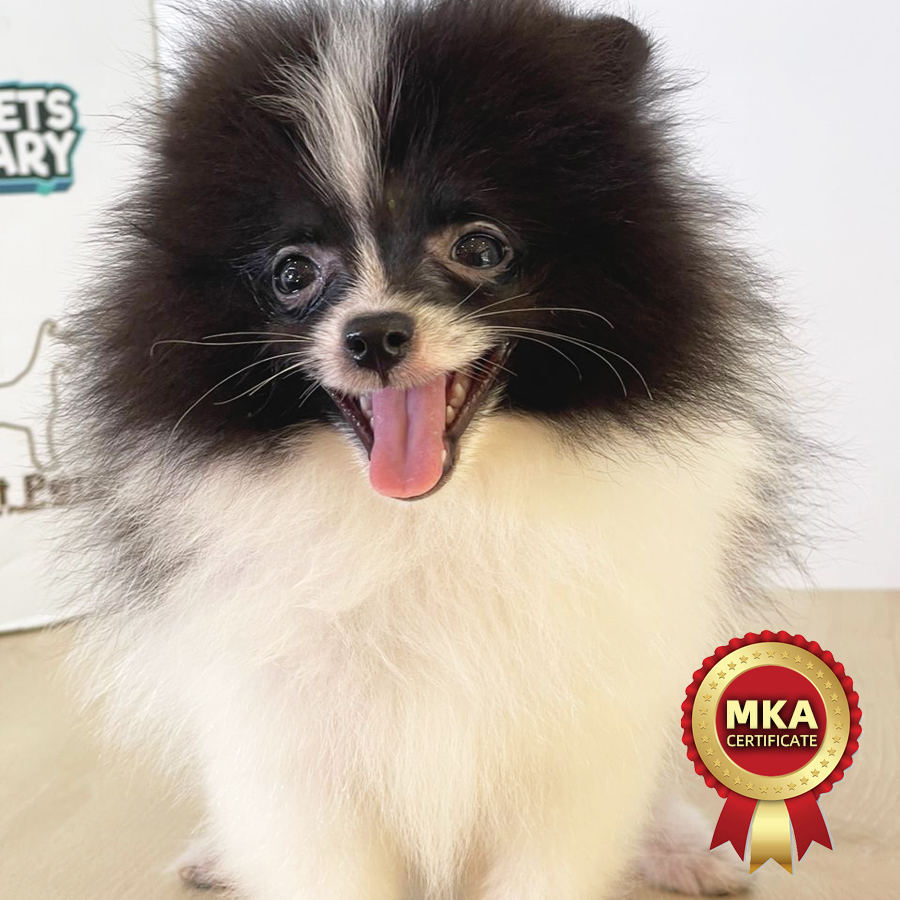 MKA Pomeranian Puppy (Male) For Sale