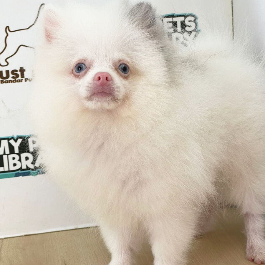 Pomeranian Puppy (Female) For Sale