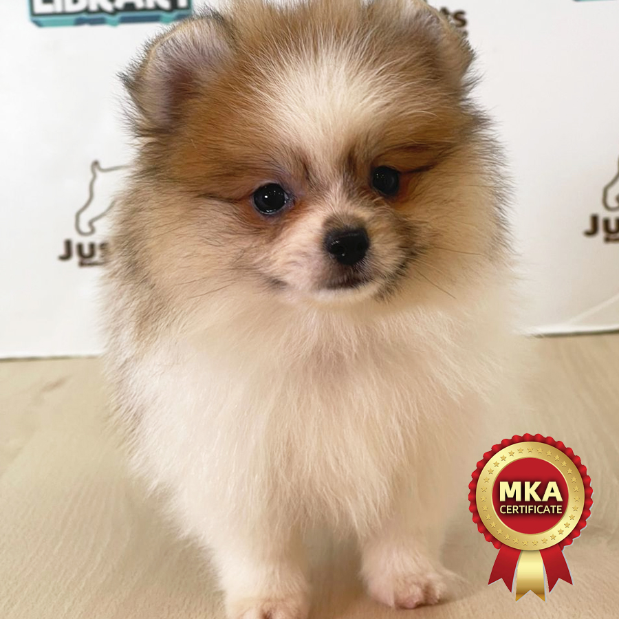 MKA Pomeranian Puppy (Female) For Sale