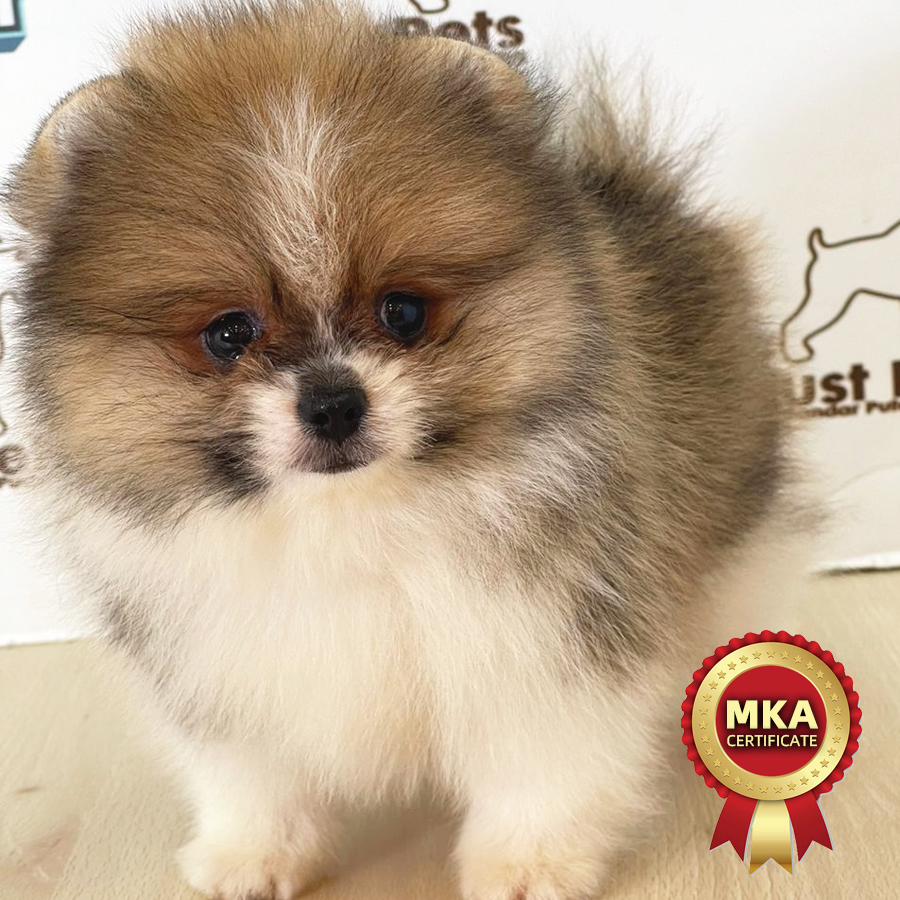 MKA Pomeranian Puppy (Male) For Sale