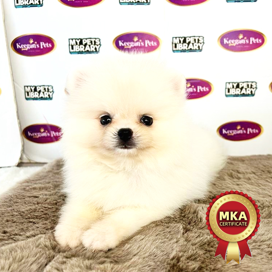 MKA Pomeranian Puppy (Female) For Sale