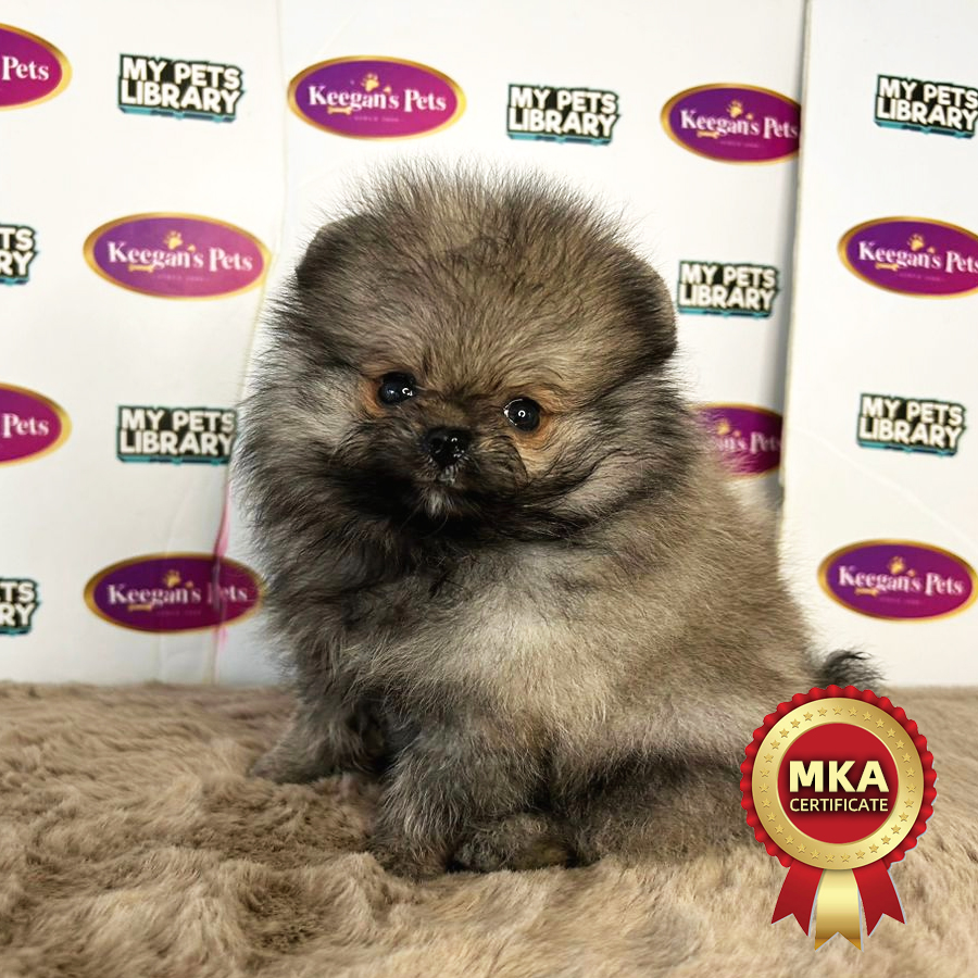 MKA Pomeranian Puppy (Female) For Sale