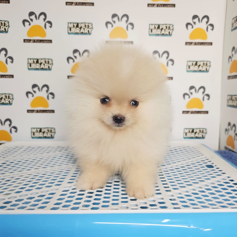 Tiny Pomeranian Puppy (Male) For Sale