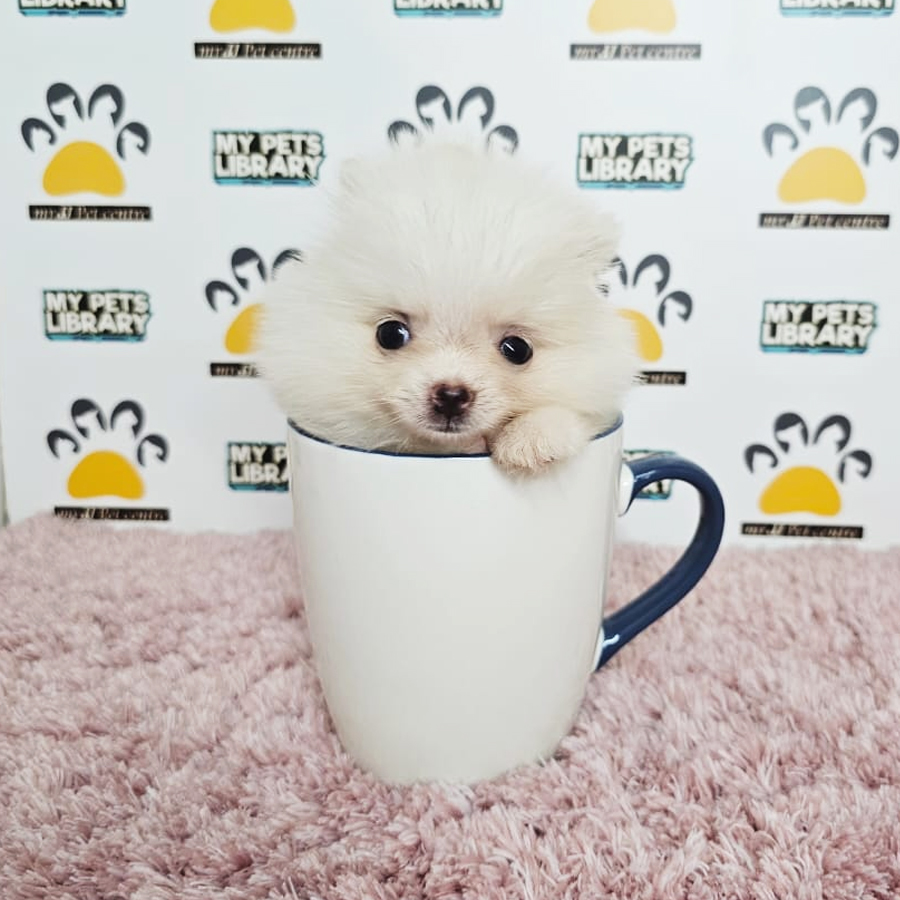 Teacup Pomeranian Puppy (Female) For Sale