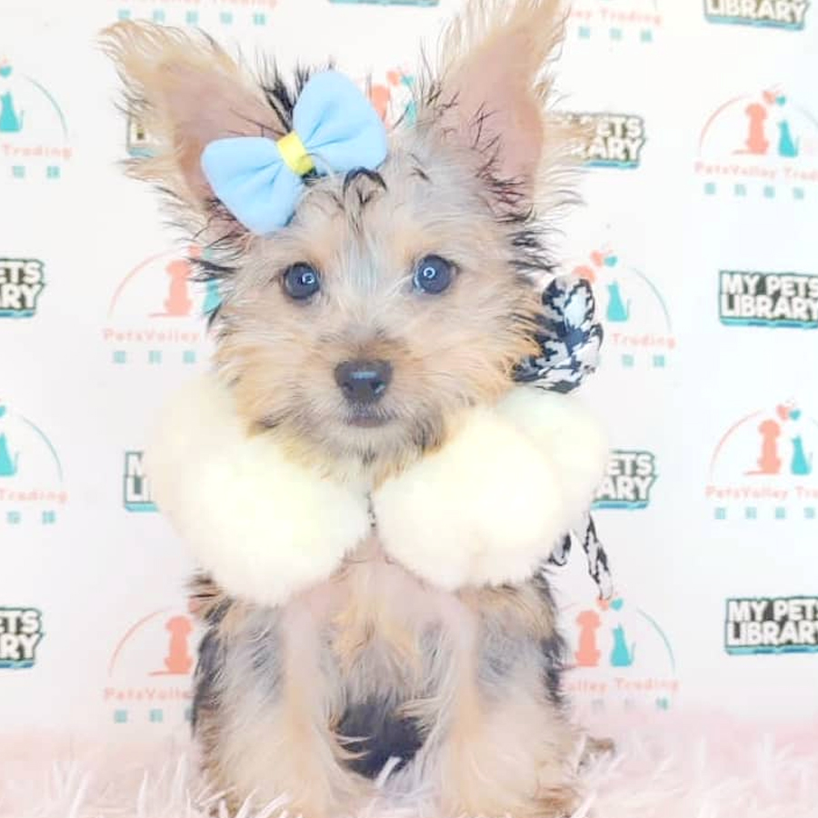 Yorkshire Terrier Puppy (Male) For Sale