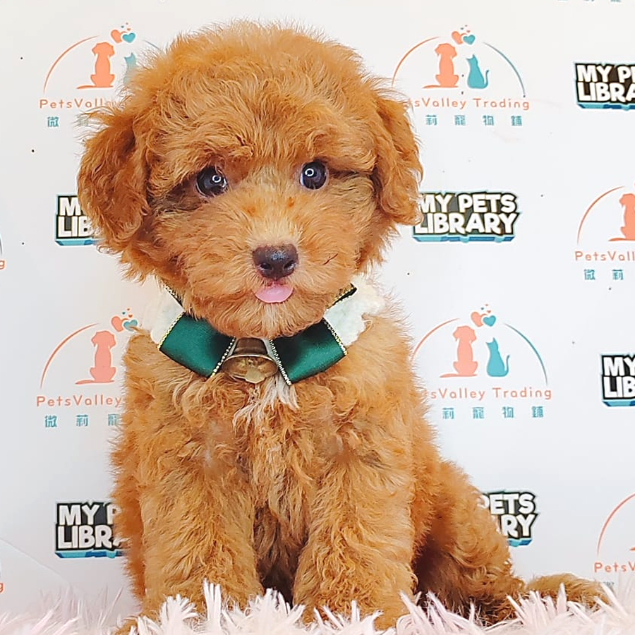 Toy Poodle Puppy (Female) For Sale