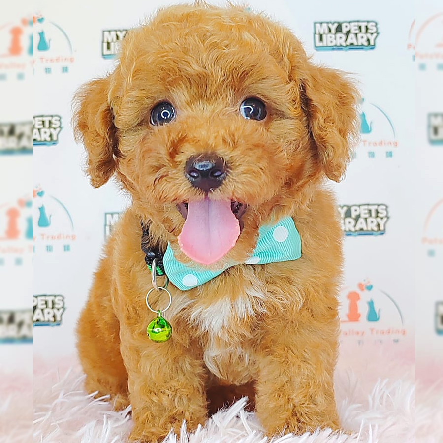 Toy Poodle Puppy (Female) For Sale