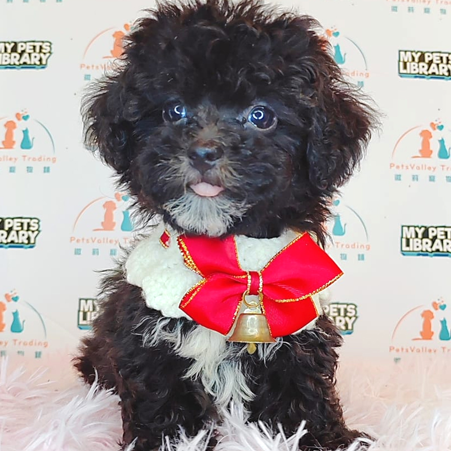 Tiny Poodle Puppy (Female) For Sale