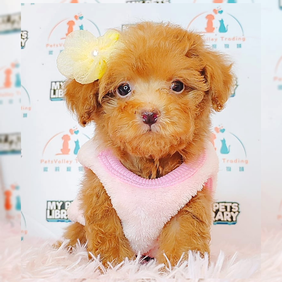 Tiny Poodle Puppy (Female) For Sale