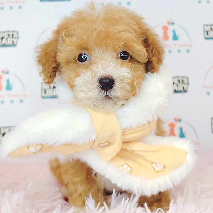 Maltipoo Puppy (Female) For Sale