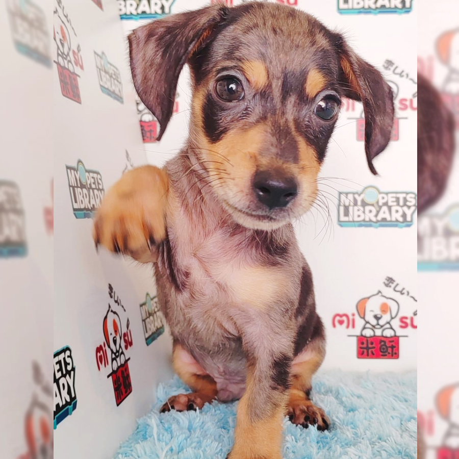 Miniature Dachshund Puppy (Male) For Sale
