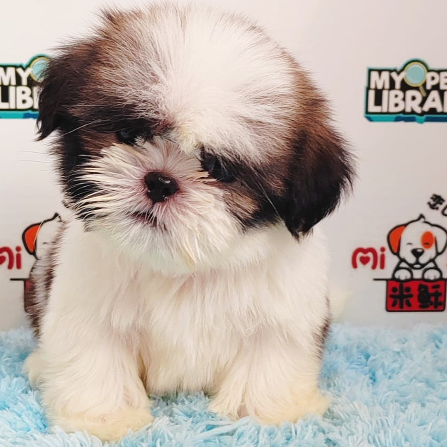Shih Tzu Puppy (Female) For Sale