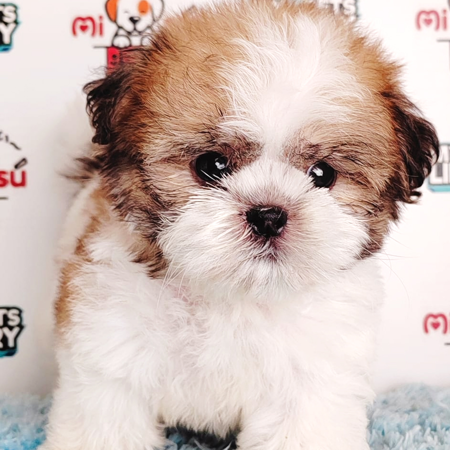 Shih Tzu Puppy (Male) For Sale