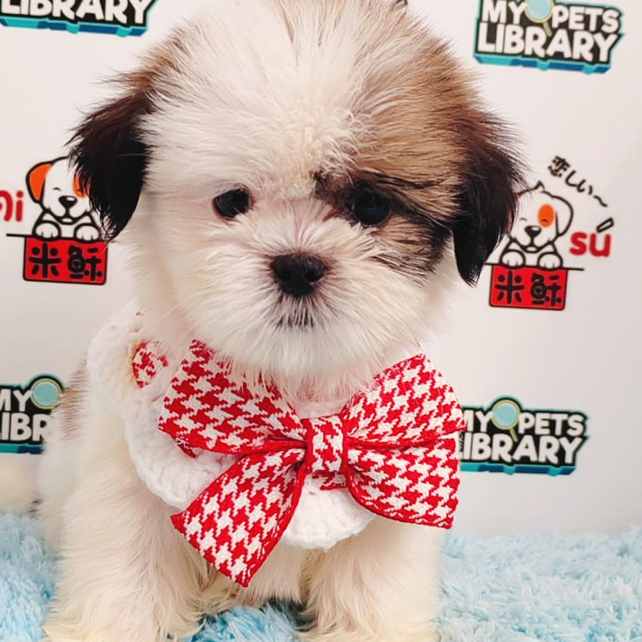 Shih Tzu Puppy (Female) For Sale