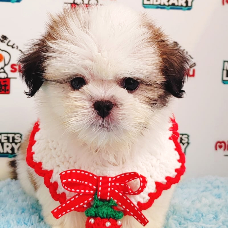 Shih Tzu Puppy (Male) For Sale