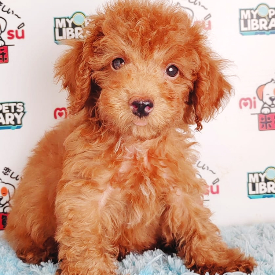 Toy Poodle Puppy (Male) For Sale
