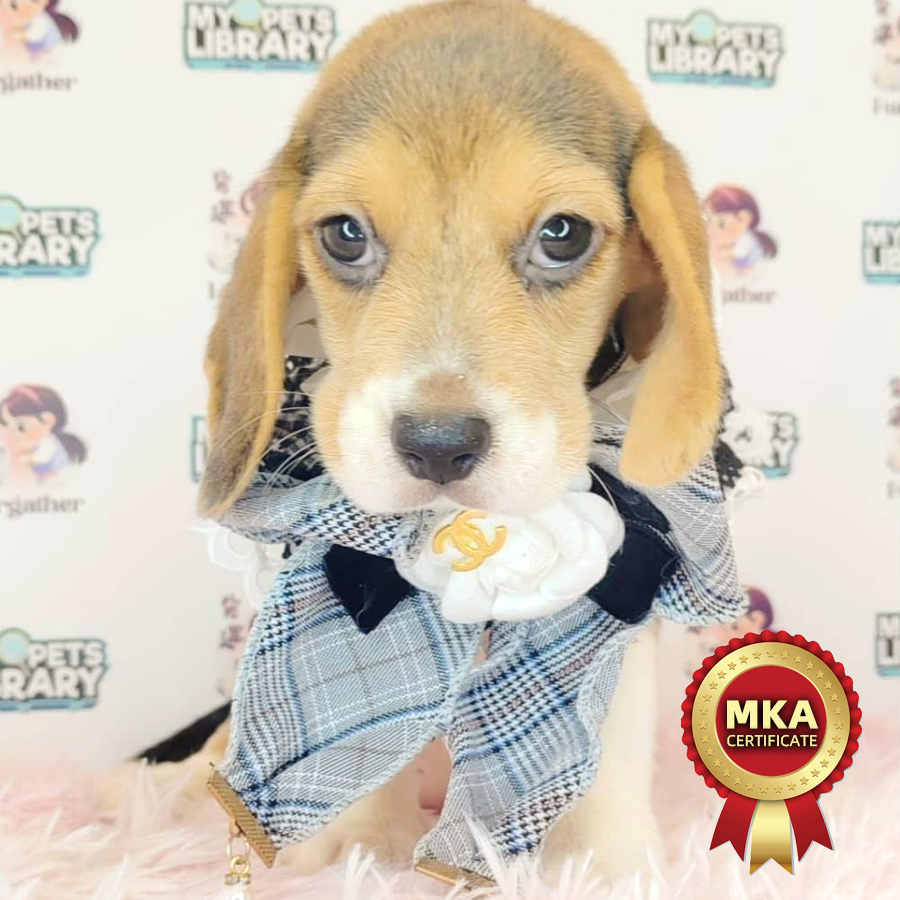 MKA Beagle Puppy (Male) For Sale