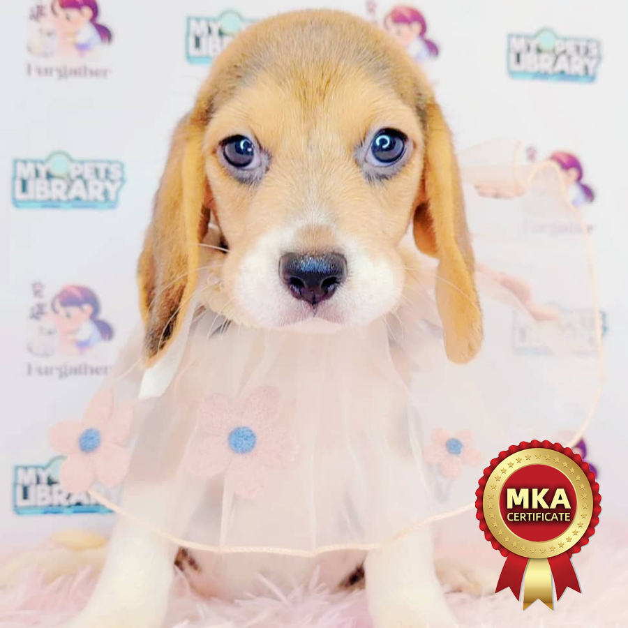 MKA Beagle Puppy (Female) For Sale