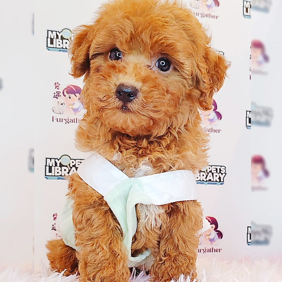 Toy Poodle Puppy (Male) For Sale