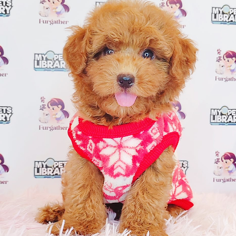 Toy Poodle Puppy (Male) For Sale