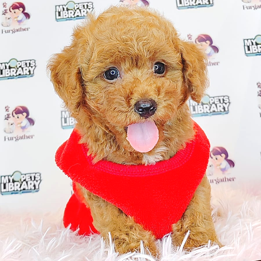 Toy Poodle Puppy (Female) For Sale